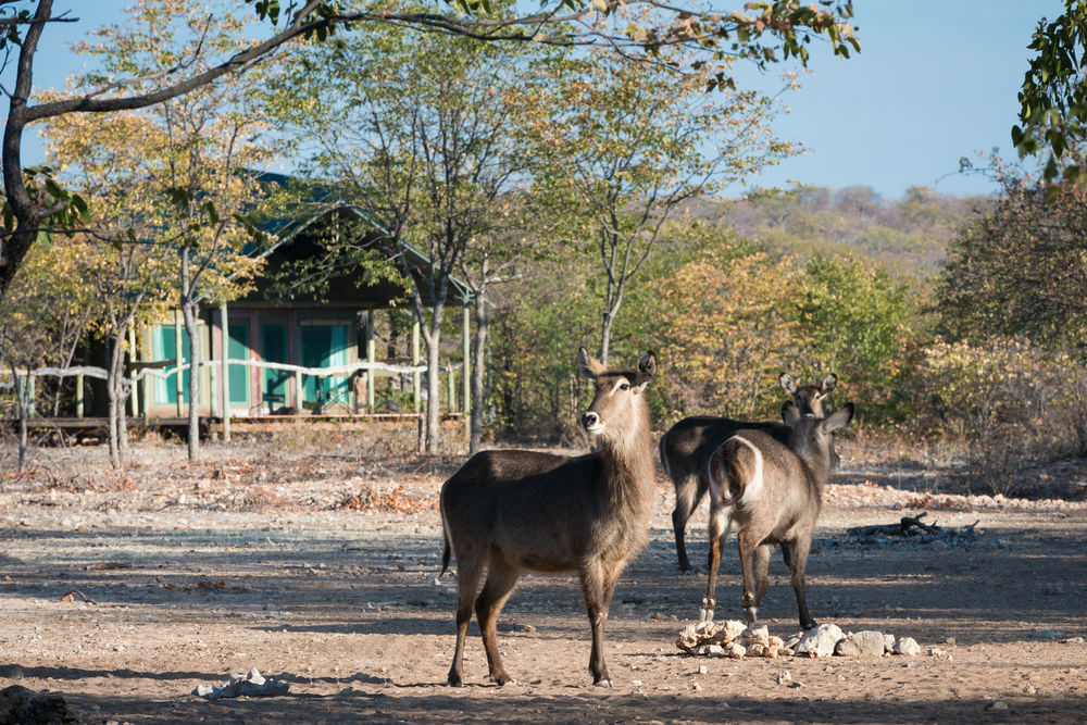 Ongava Tented Camp - All-Inclusive Okaukuejo Eksteriør bilde